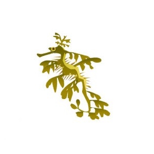 Leafy Sea Dragon